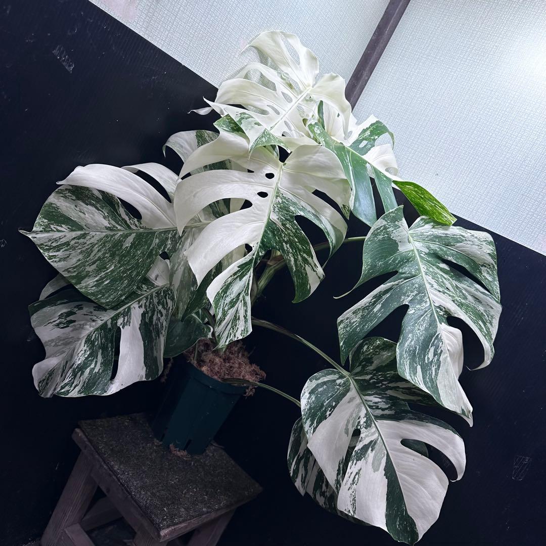 斑入りモンステラ ホワイトタイガー極美大株70cm白斑多 - メルカリ