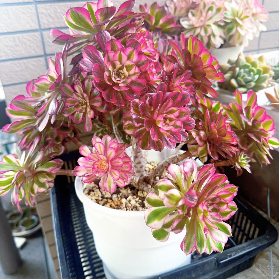 多肉植物 舞天姬法師錦 アエオニウム 抜き苗 希少 高級苗 - メルカリ