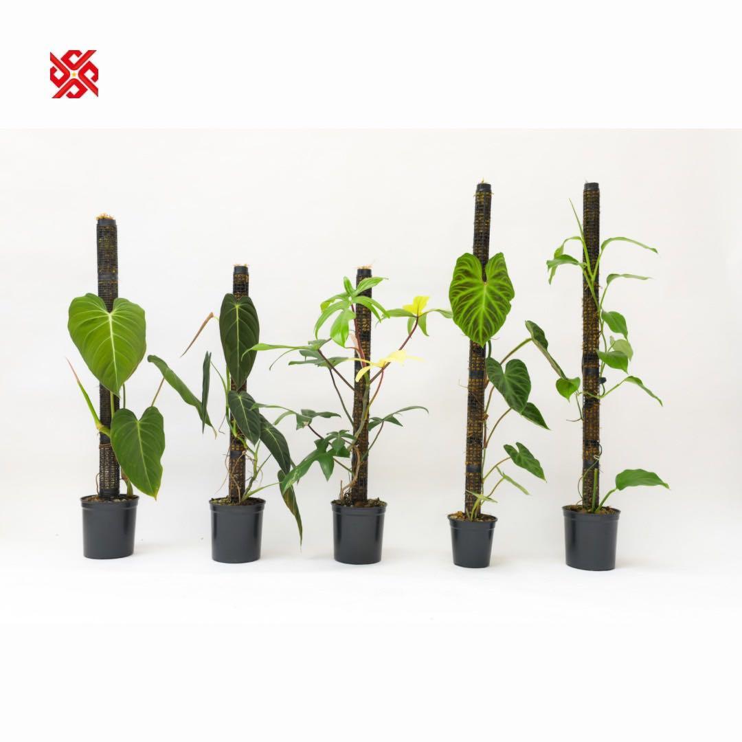 水苔ありモスポール 生産プロの秘訣 植物用上り棒 4本まとめ 29cmサイ