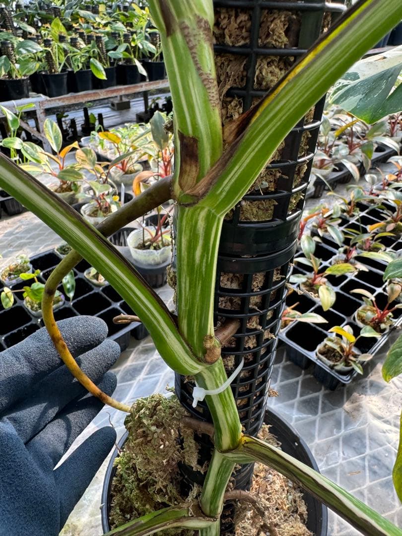 水苔ありモスポール 生産プロの秘訣 植物用上り棒 4本まとめ 29cmサイ