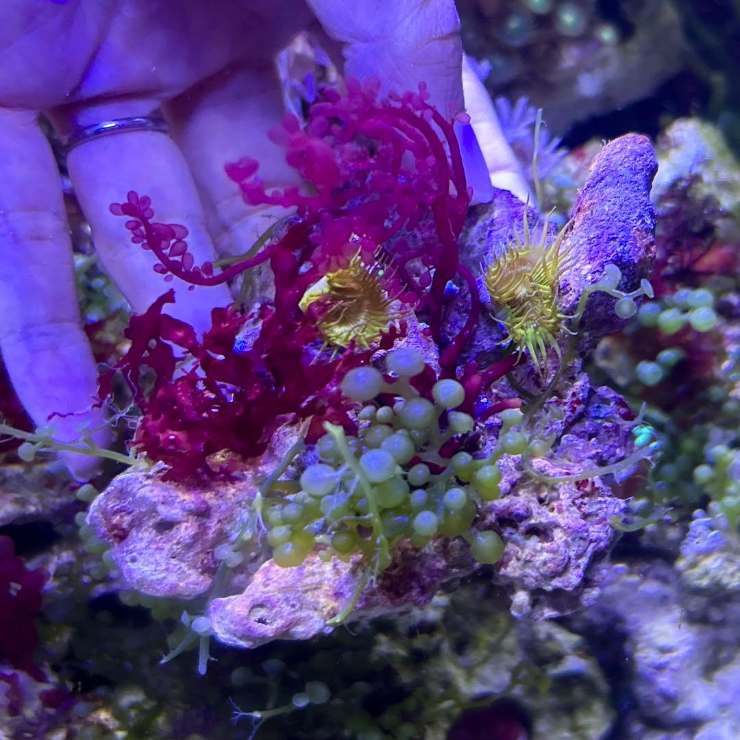 ☆】海藻等色々ついたライブロックと海藻セット