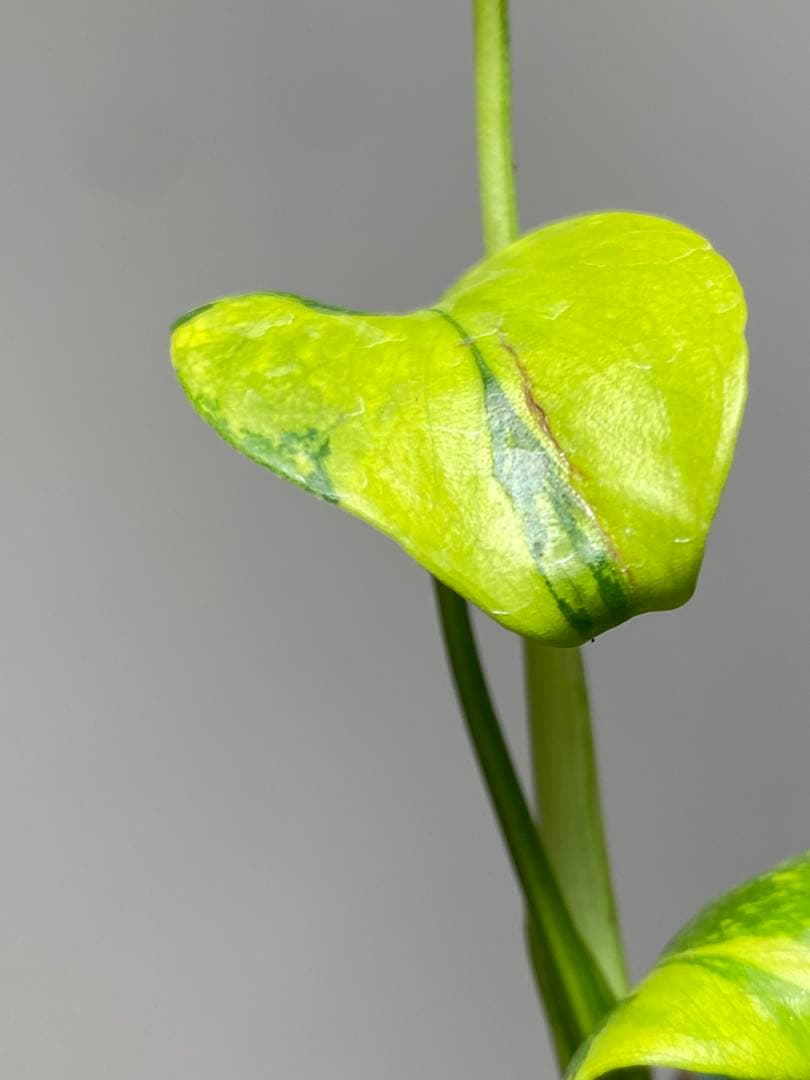 【超美株✨超希少‼️】モンステラ　エレクトロライト　斑入り　レア　人気　メルカリ便