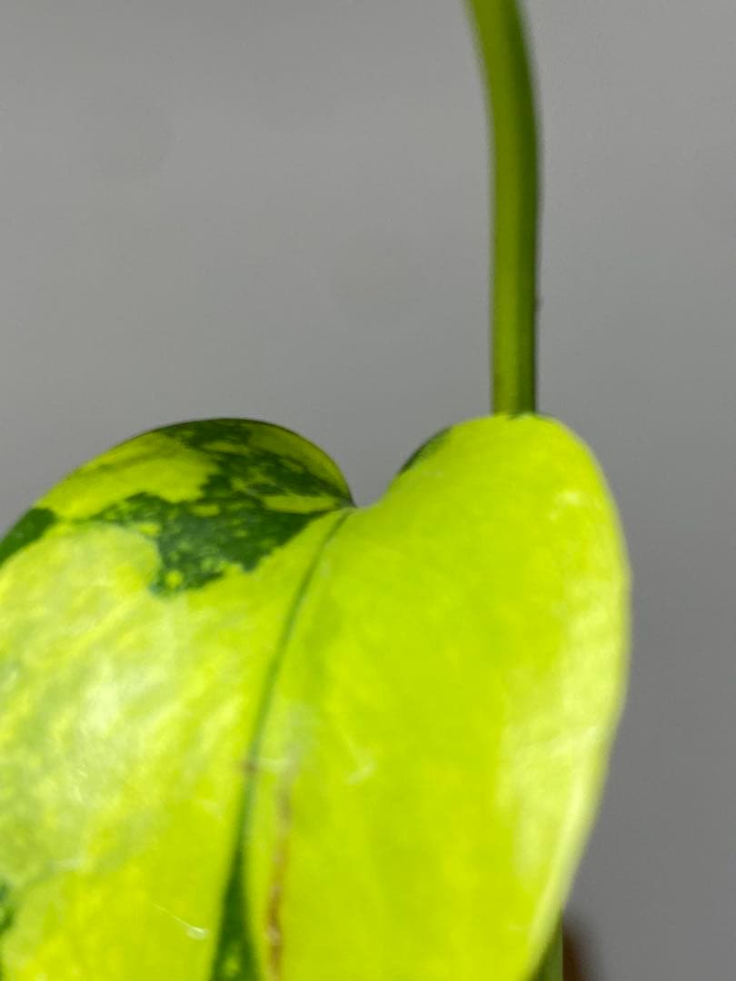 【超美株✨超希少‼️】モンステラ　エレクトロライト　斑入り　レア　人気　メルカリ便