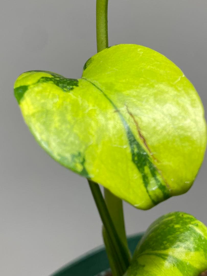 【超美株✨超希少‼️】モンステラ　エレクトロライト　斑入り　レア　人気　メルカリ便