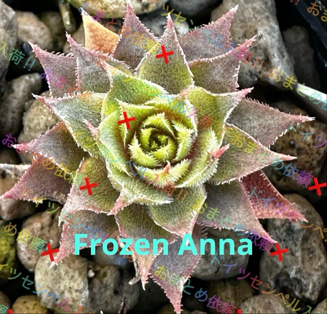 センペルビウム 輸入 アナ雪センペル Frozen Anna ・Elsa セット