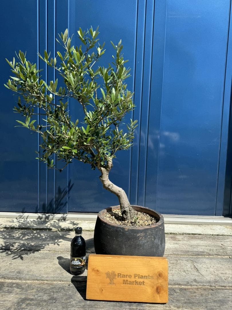 JL52 国産 オリーブ盆栽 アンティーク鉢 オリーブの木 福岡販売 - メルカリ