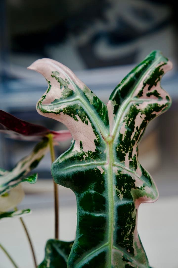 アロカシア ノビリス ピンク A01【マドカズラ モンステラ 斑入り