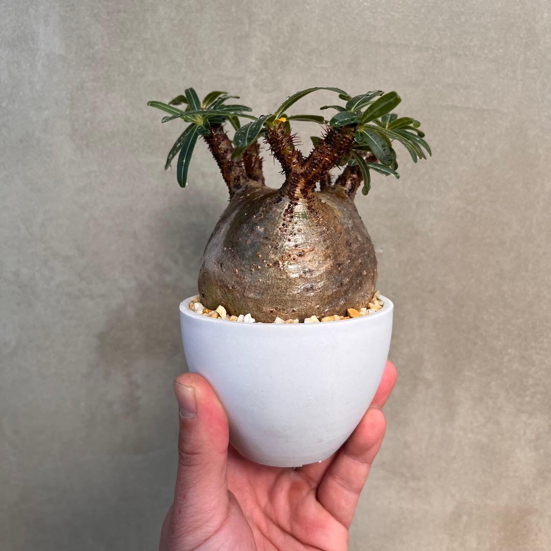 パキポディウム グラキリス 現地球 発根済 まんまる 手乗りサイズ