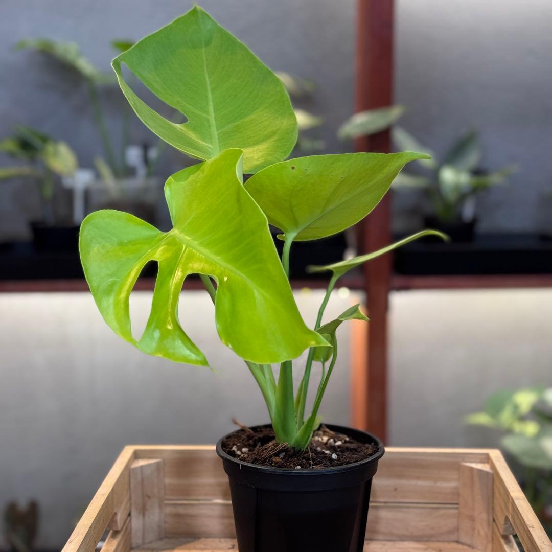 27 モンステラ デリシオーサ イエロームーン 花宇宙クンゾウ社長命名