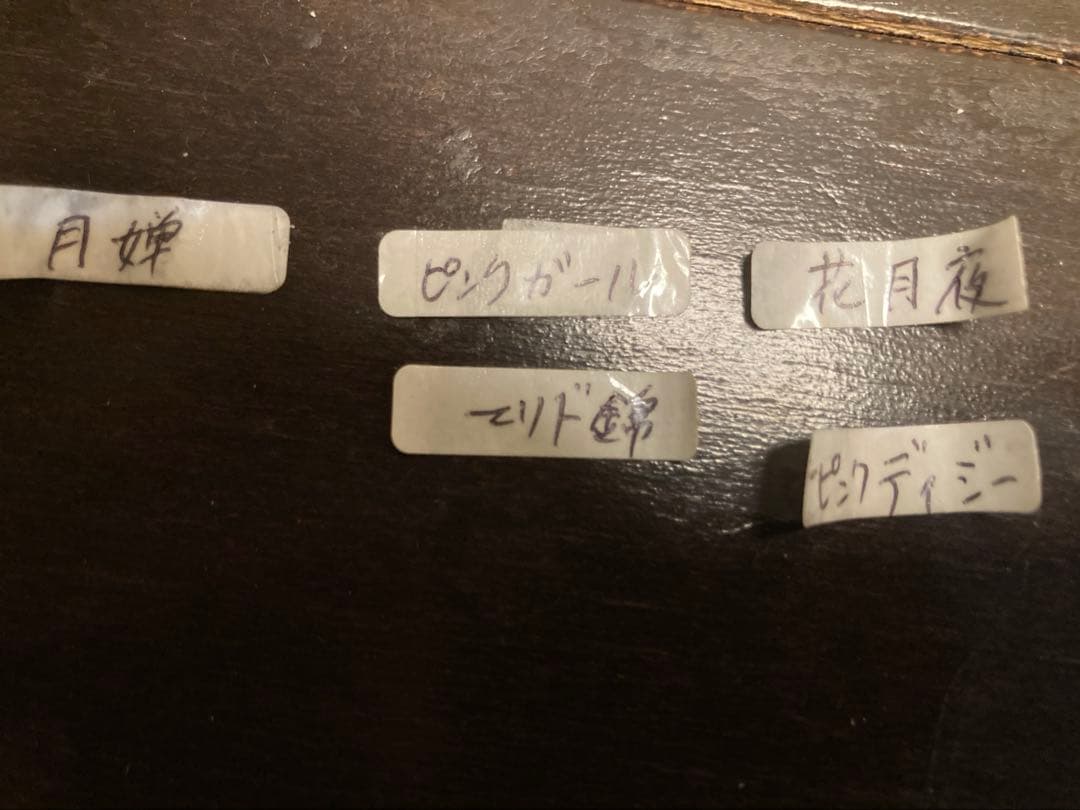 確認用　　アエオニウム 6種類セット