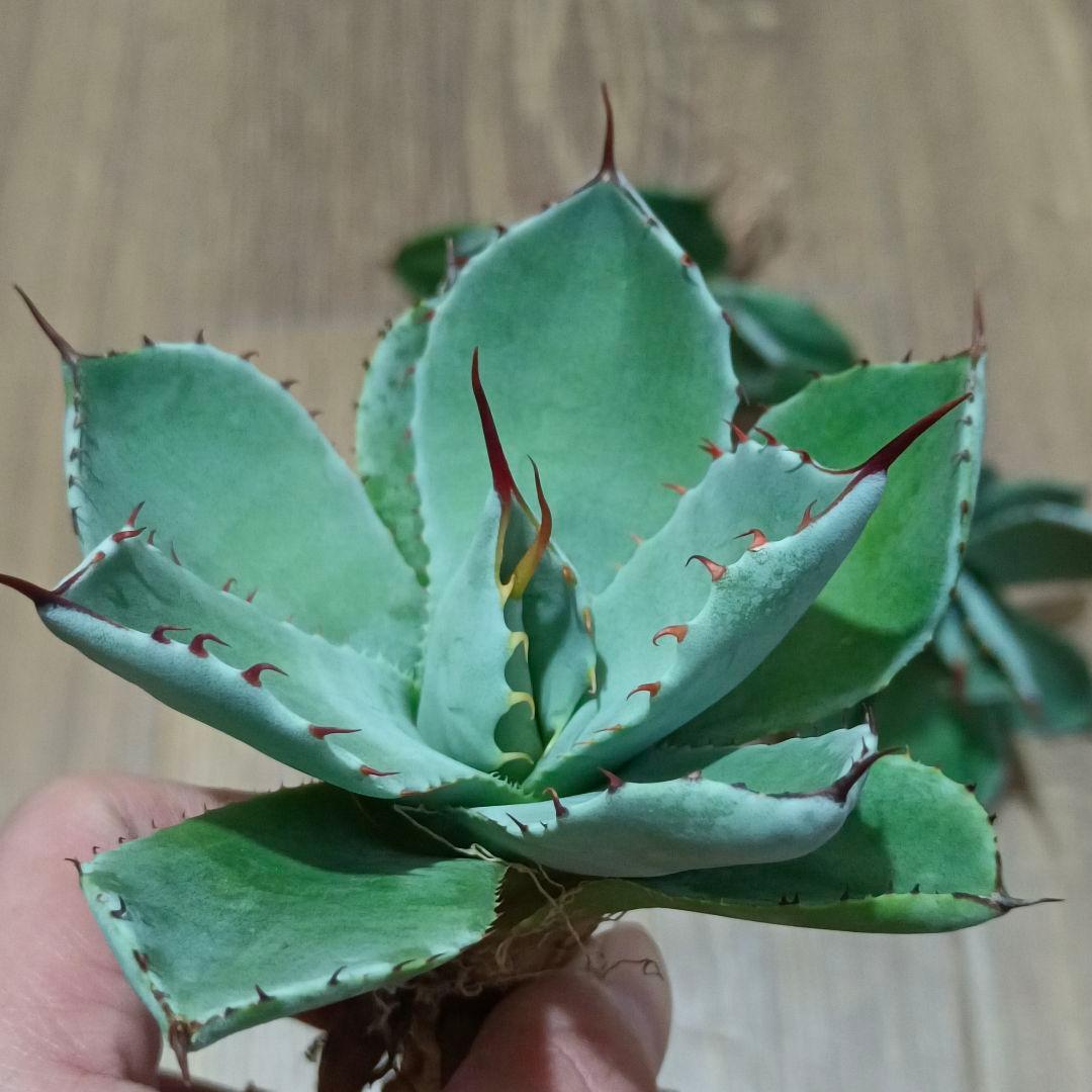 386特選アガベ パリー トランカータ ハンティントン ブルー