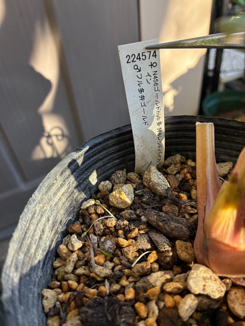 クリスマスローズ　DDクリームベイン赤蕊