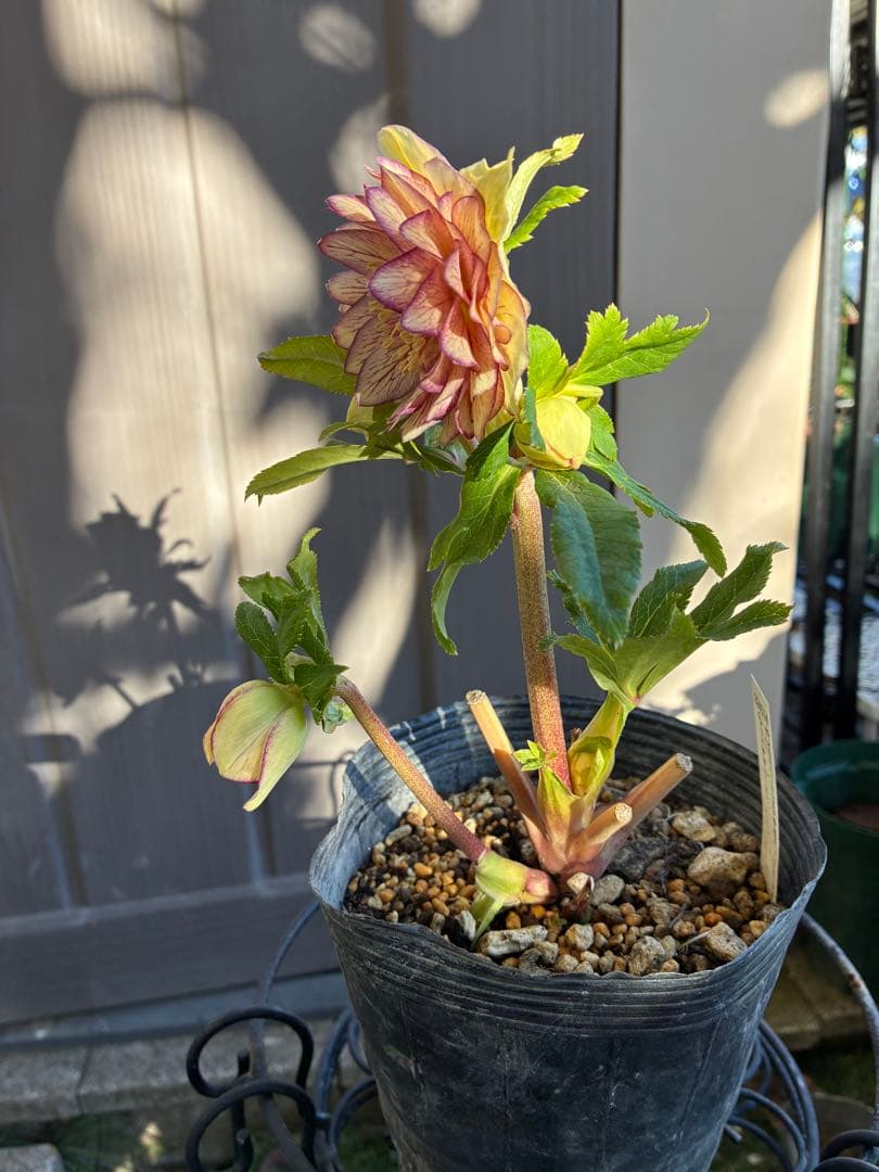 クリスマスローズ　DDクリームベイン赤蕊