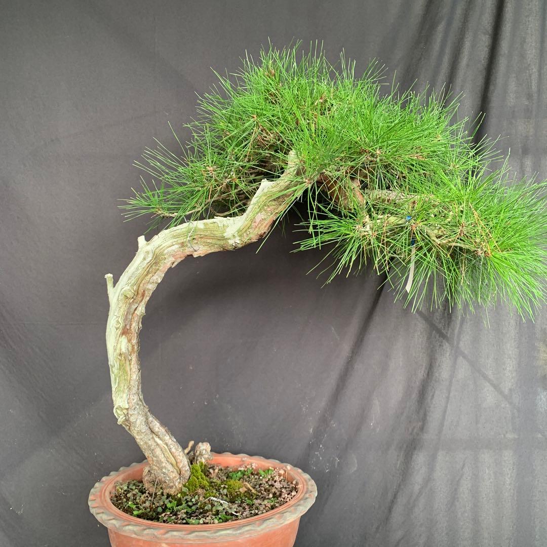 赤松　山木　山採り　樹齢数百年　大品盆栽