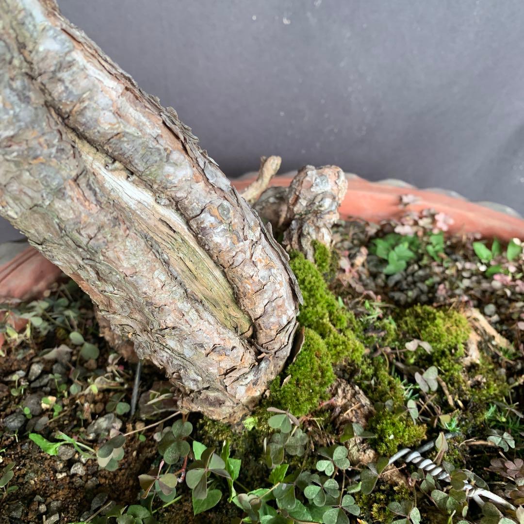 赤松　山木　山採り　樹齢数百年　大品盆栽