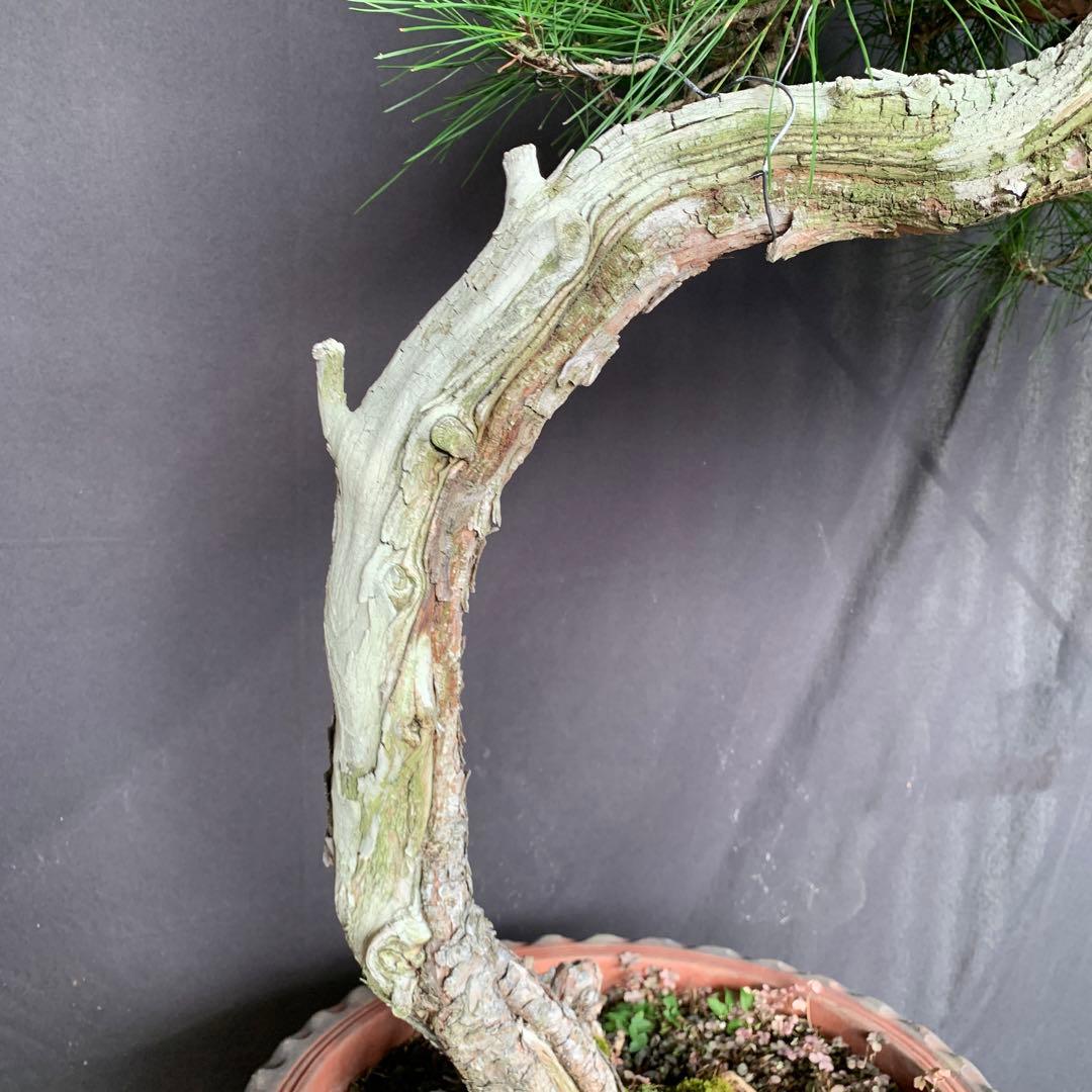 赤松　山木　山採り　樹齢数百年　大品盆栽