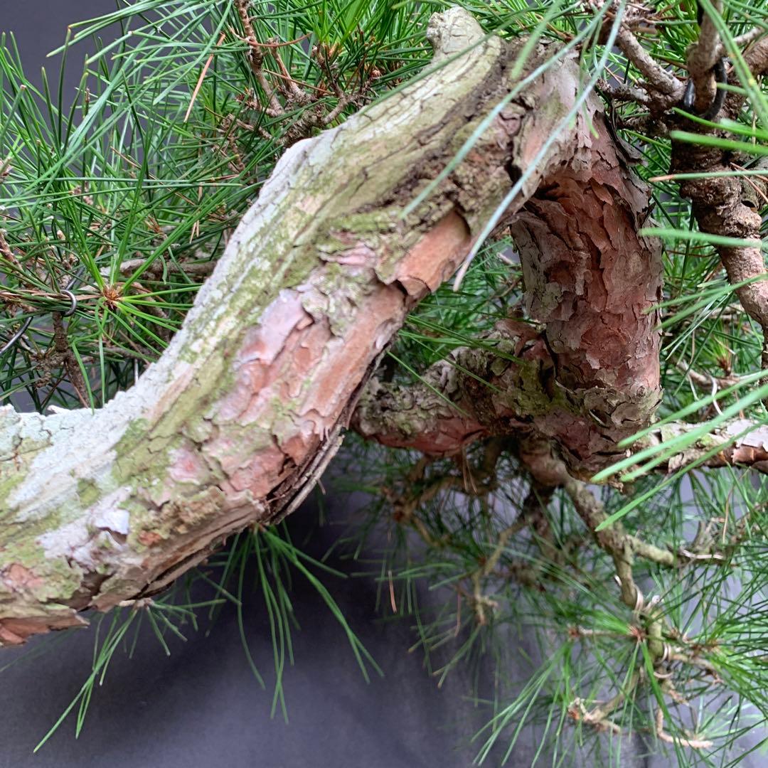 赤松　山木　山採り　樹齢数百年　大品盆栽