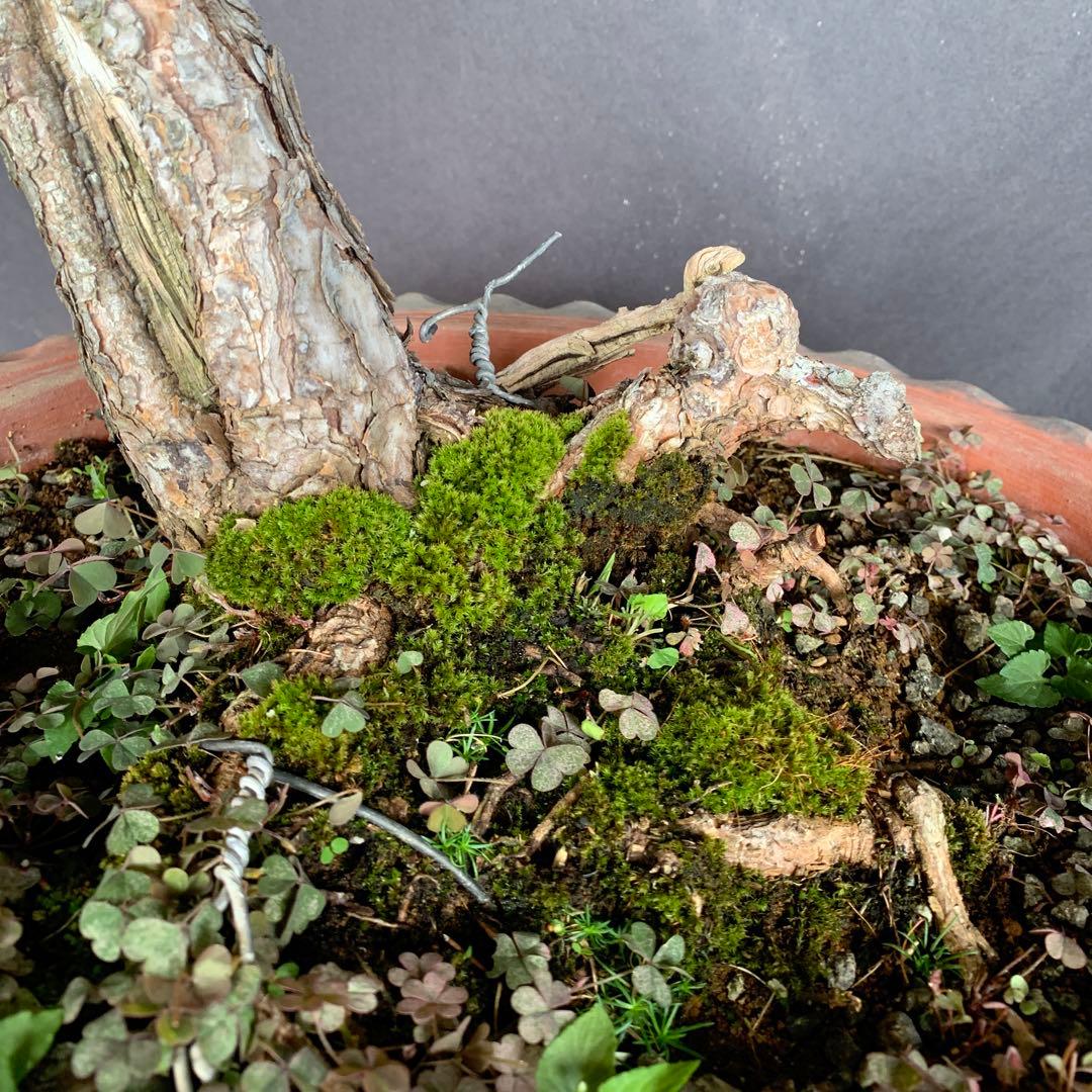 赤松　山木　山採り　樹齢数百年　大品盆栽