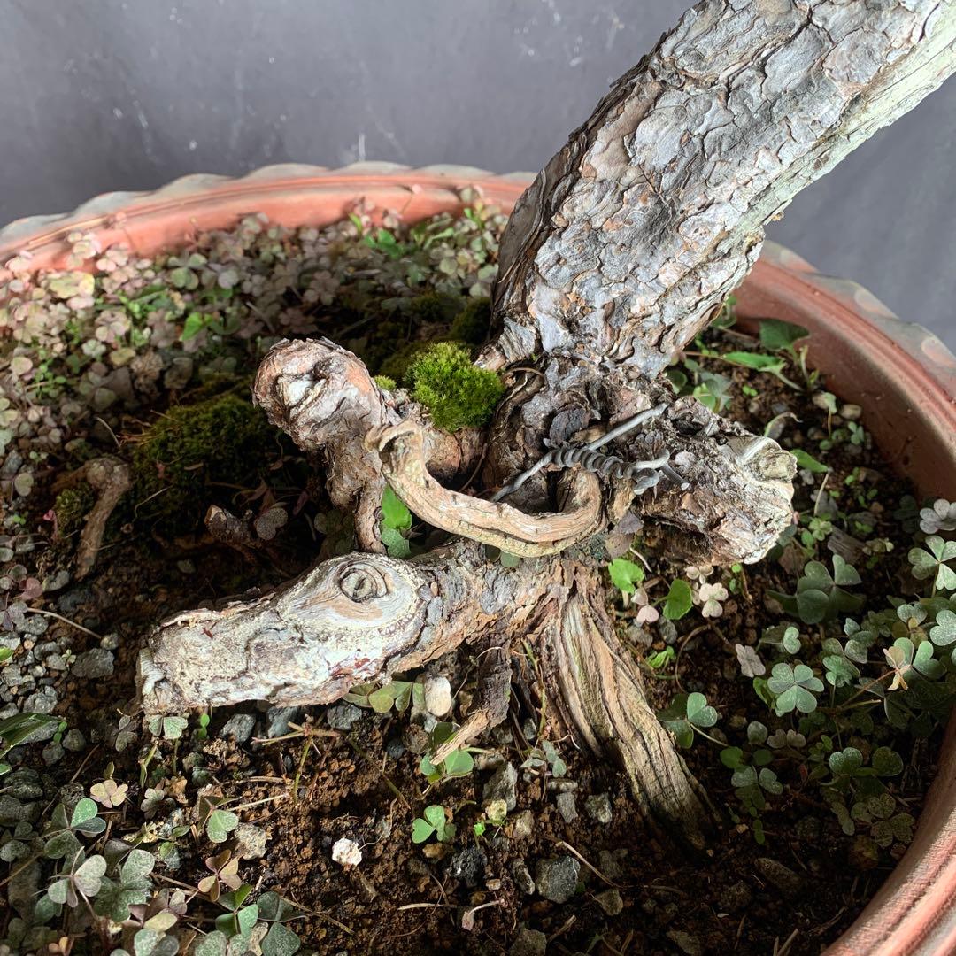 赤松　山木　山採り　樹齢数百年　大品盆栽