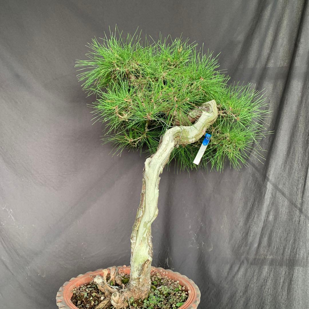 赤松　山木　山採り　樹齢数百年　大品盆栽
