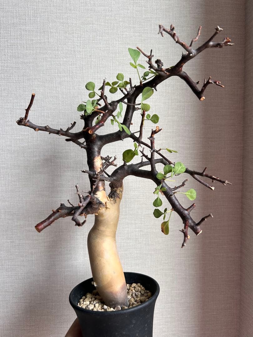 こ*り様 コミフォラ・カタフ　ピュア（ソマリア現地株、発根済み）