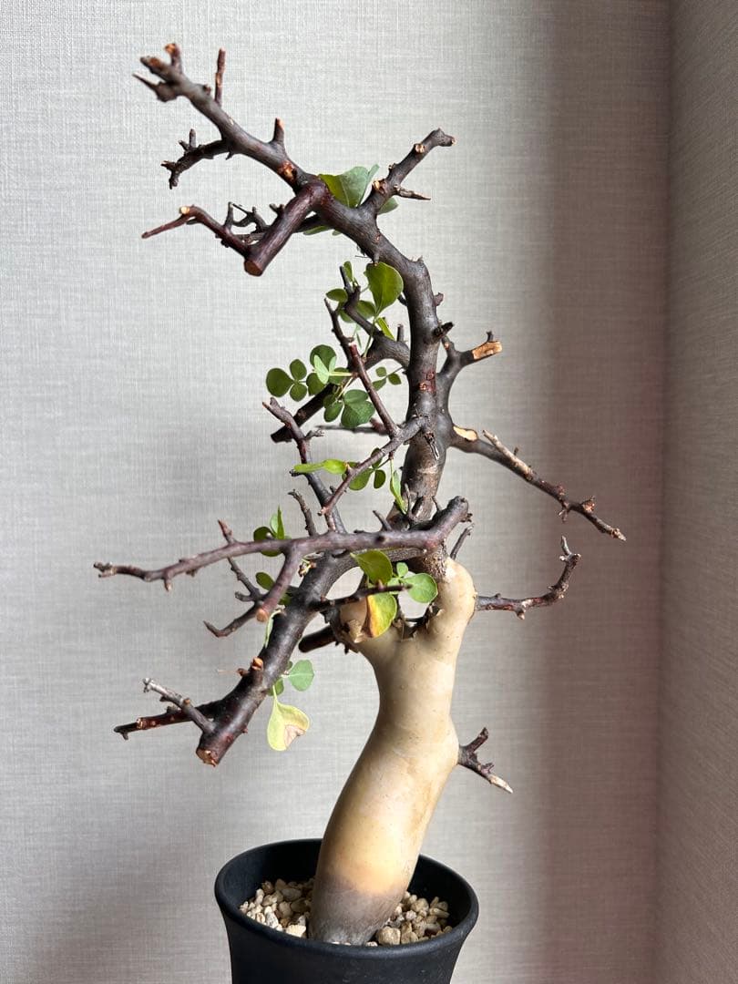 こ*り様 コミフォラ・カタフ　ピュア（ソマリア現地株、発根済み）