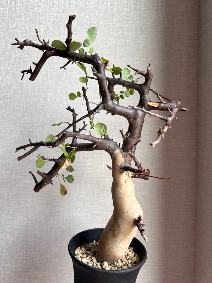 こ*り様 コミフォラ・カタフ　ピュア（ソマリア現地株、発根済み）