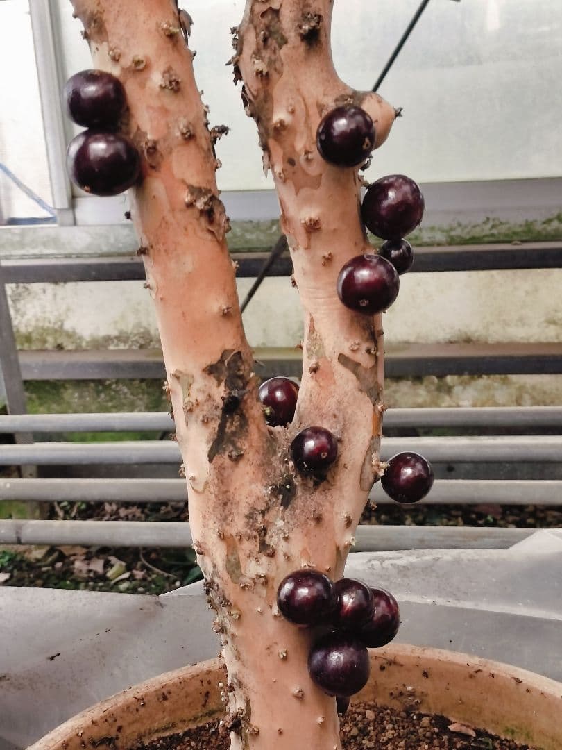 ✿年始セール ジャボチカバ 四季成り 大葉系 サバラ 実生苗10年以上経過 ⑰