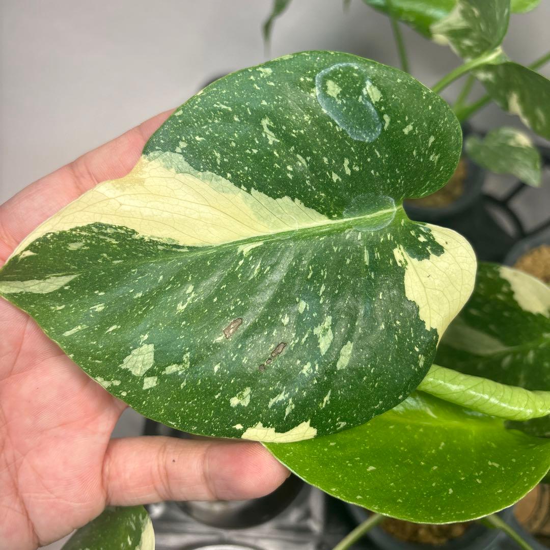 S*a様 10株セットL035【特別選抜】モンステラ・タイコンステレーション 斑