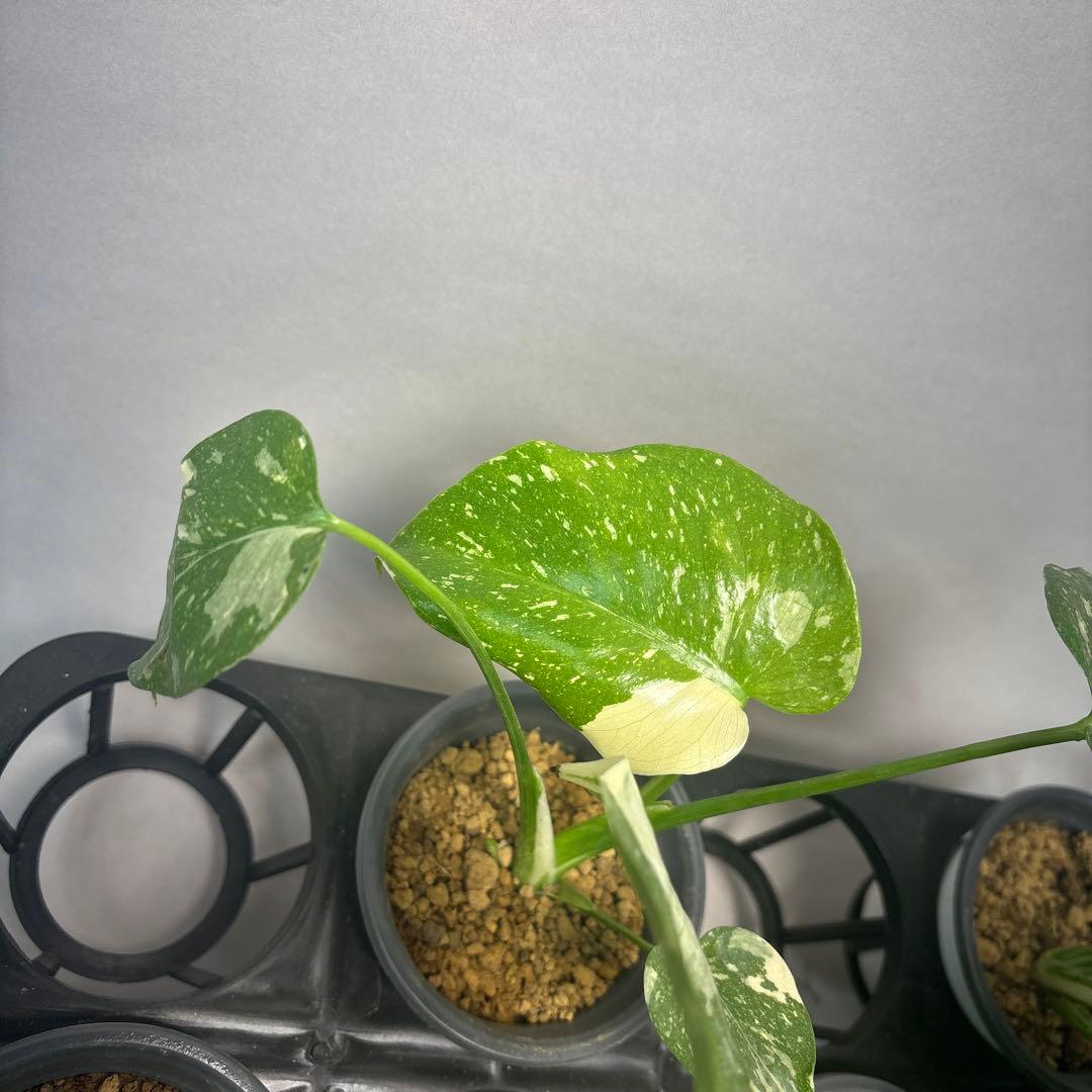 S*a様 10株セットL035【特別選抜】モンステラ・タイコンステレーション 斑