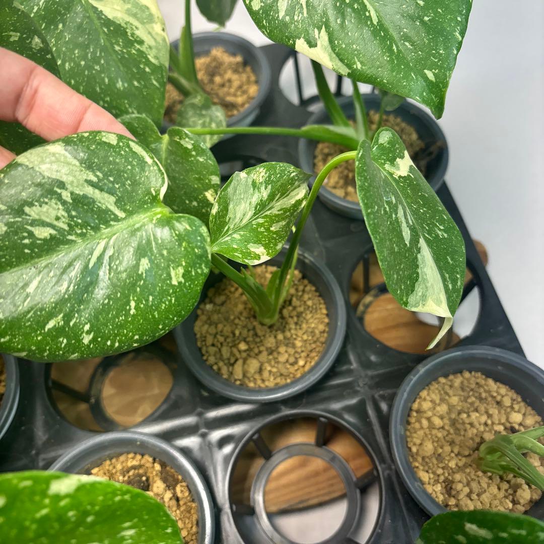 S*a様 10株セットL035【特別選抜】モンステラ・タイコンステレーション 斑