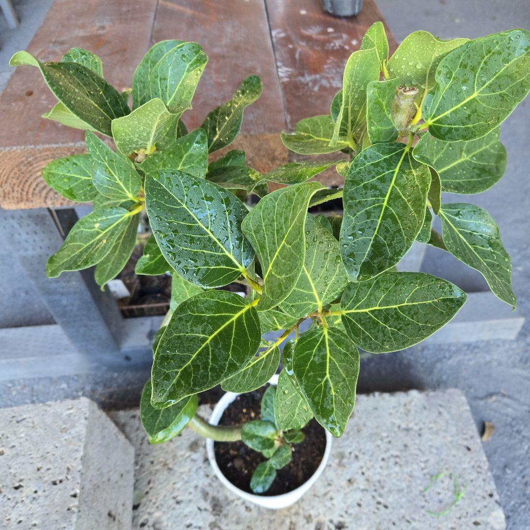 ⑩　フィカス　ベンガレンシ　曲がり仕立て7号　最高等級　おしゃれ 鉢