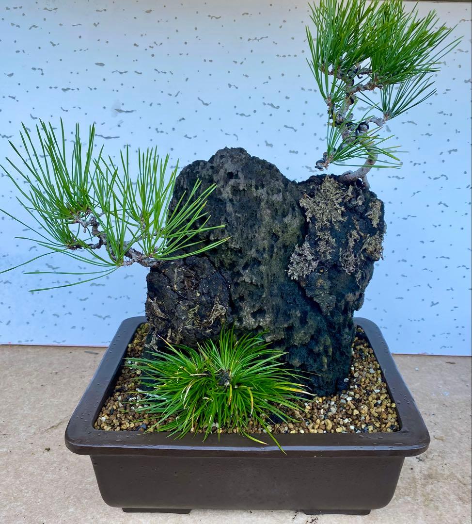 盆栽　自然石付き黒松　盆景　眺めいい❣️2鉢で
