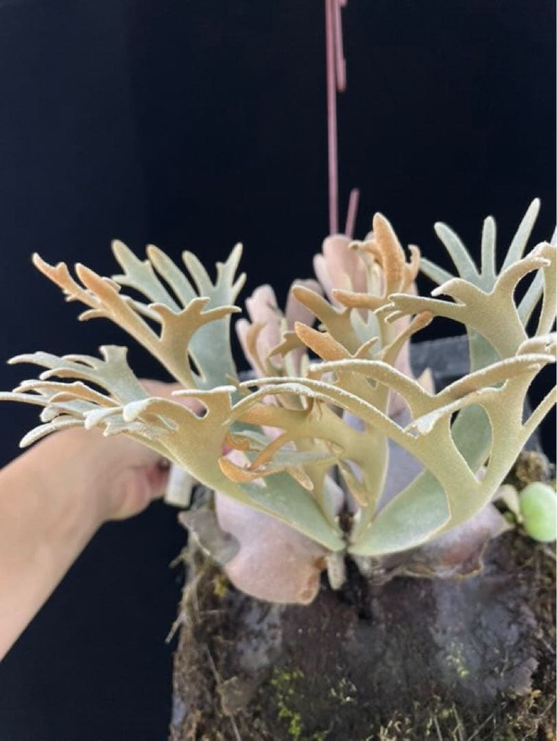 ビカクシダ　\"EXP\"(yellow moon dwarf spore) 胞子