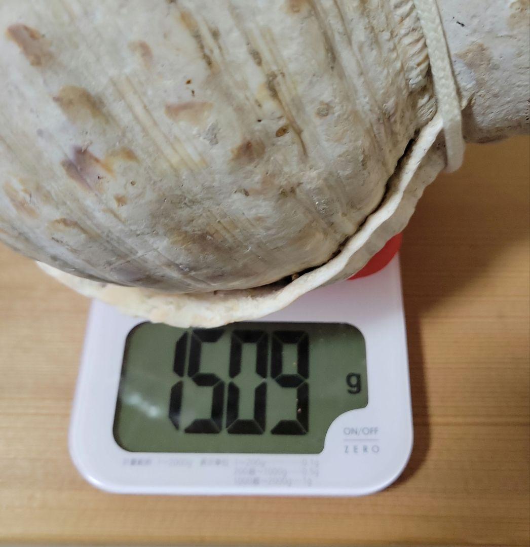 法螺貝　ホラガイ　約40cm