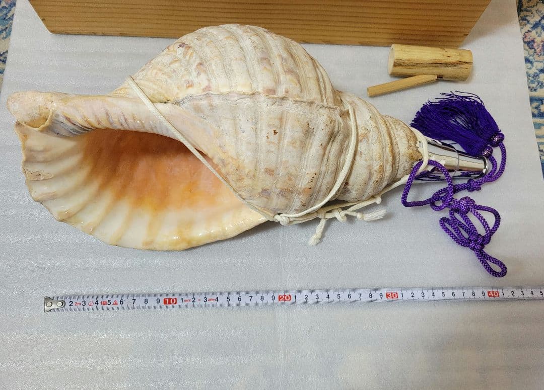 法螺貝　ホラガイ　約40cm