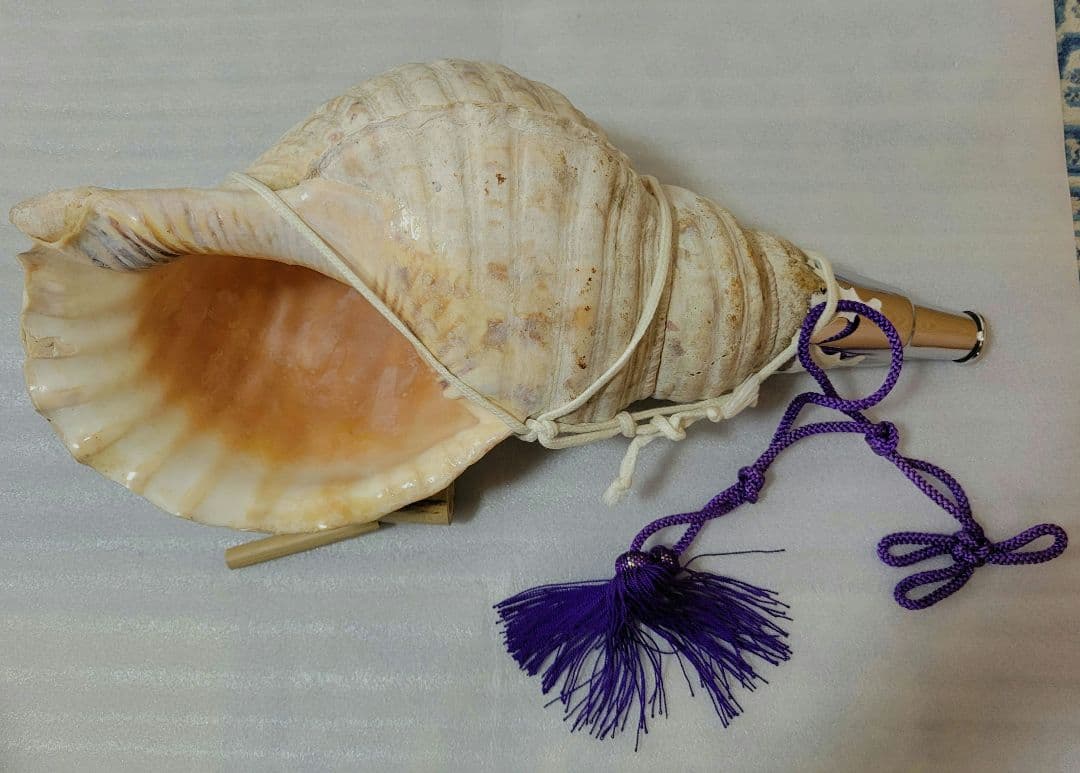 法螺貝　ホラガイ　約40cm