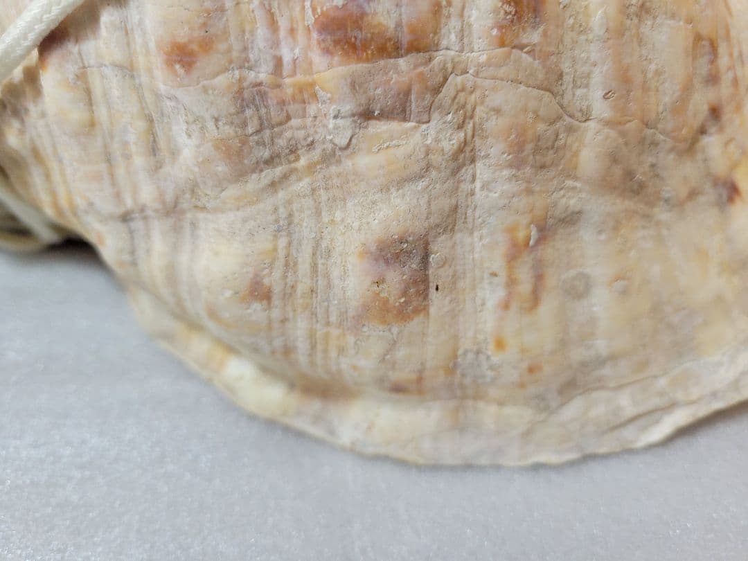 法螺貝　ホラガイ　約40cm