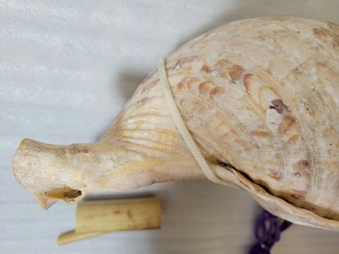 法螺貝　ホラガイ　約40cm