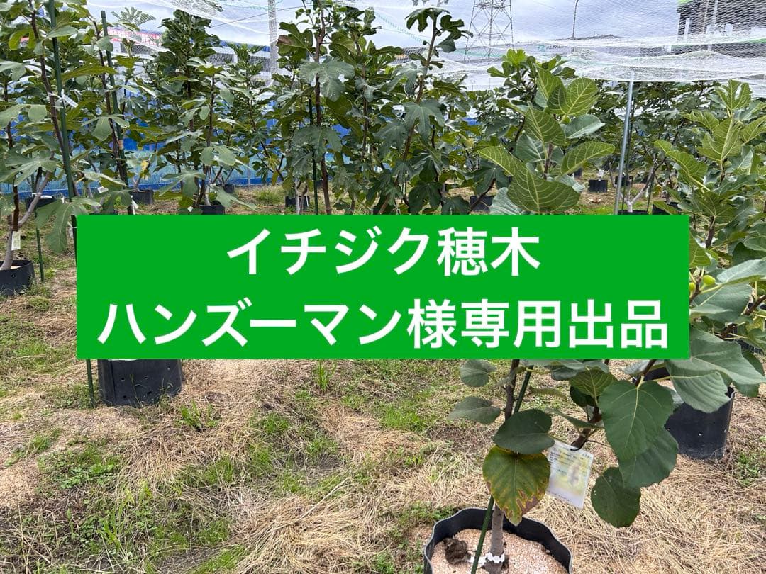 イチジク穂木専用出品です - メルカリ