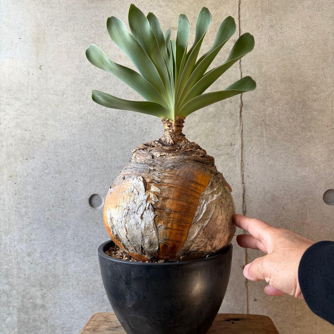 ブーファン ハエマンソイデス 発根済み 現地球株