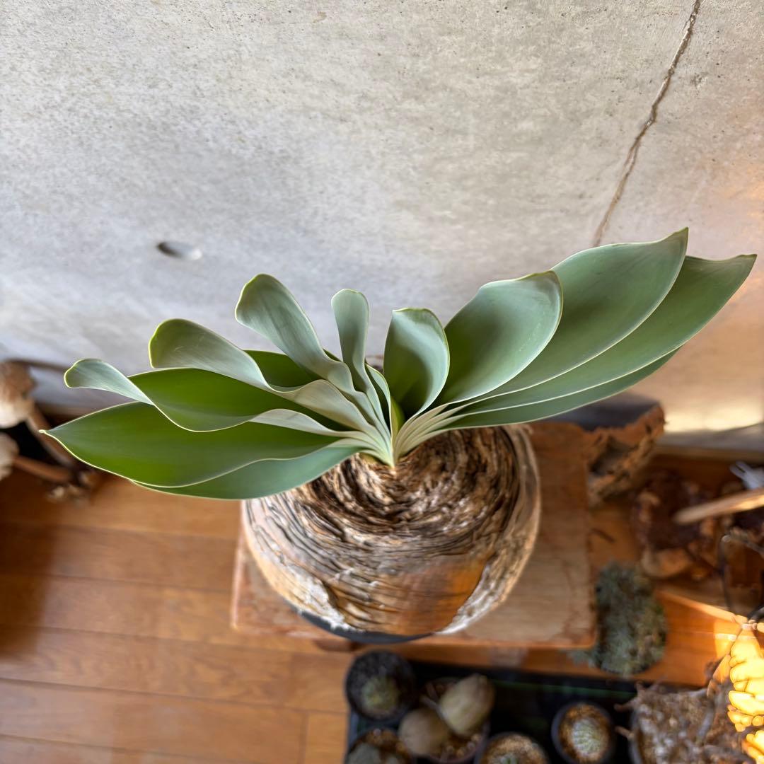 ブーファン ハエマンソイデス 発根済み 現地球株