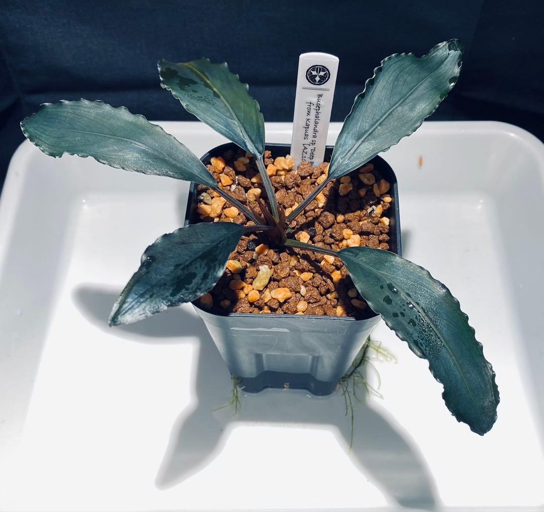 AZ便】Bucephalandra sp.