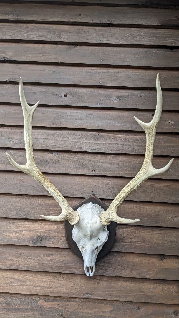 フ*ン様 鹿角　希少！白角!!ハンティングトロフィー　スカルヘッド　種名＝　耶馬