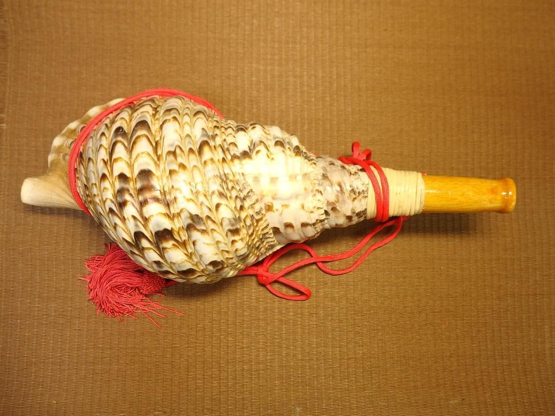 法螺貝 約39㎝ 木製歌口,赤紐付 新品 MH-429 楽器・機材