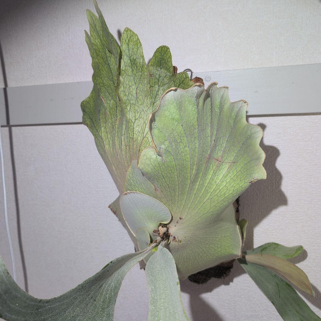 大型 ビカクシダ P.Omo