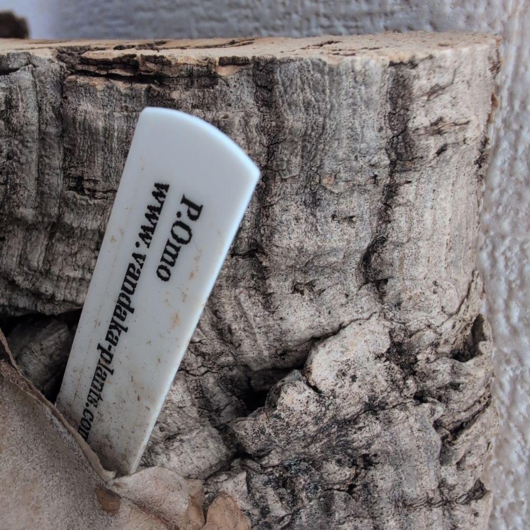 大型 ビカクシダ P.Omo