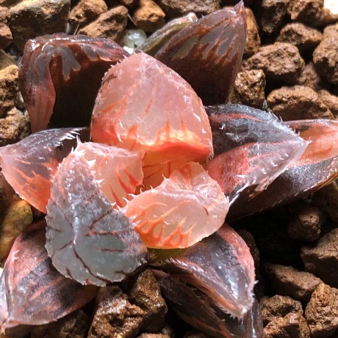 G*房様 多肉植物 ハオルチア 赤鳥オブツーサ錦 糊斑 鮮明錦 - メルカリ