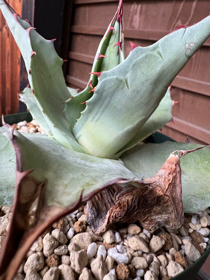 Agave ovatifolia ´Awakening Angel´ 202