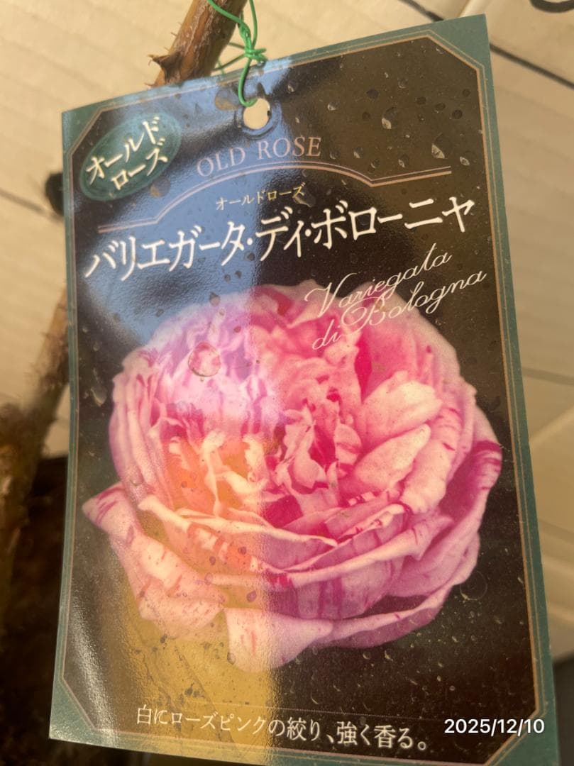 オールドローズ　15株